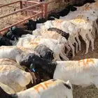 للبيع برابر وتيوس مرابي جمله وتفريد