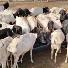 برابر وتيوس أوزان عاليه للجمله
