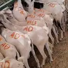 تيوس صومالي جدعان 500 ريال