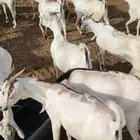 برابر تيوس سواكن للجمله لتجار المواشي