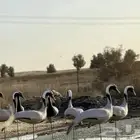 مجسم كرك رهو مجسمات كرك تماثيل كرك رهو مخاييل كرك رهو