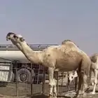 للبيع بعير علياني جده عليان الهرش بعير الامير   سلطان محمد