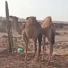 قعود وبكره للبيع