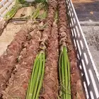 نخل وشنطني زينه