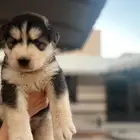 هاسكي أنثى للبيع العمر 8 اسابيع