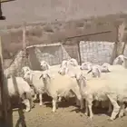 طليان طيبه العدد (20)