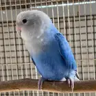 اكل روز بادجي
