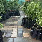 شتلات واشجار وورد باسعار طيبه