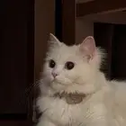 قطه
