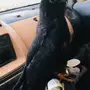 شبوط سنجاري نادر