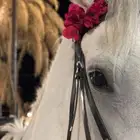 فرس ومهره وحصان لبيع