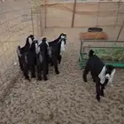 تيوس عوارض فاخره ذبايح حريه وسواكن شيء فاخر للامانه ويبيض ال