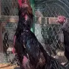 ديك ودجاجة شامو ألماني فاخر