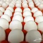 بيض مخصب لاحم شركات