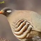 درج زوج