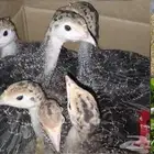دجاج رومي