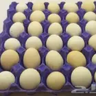 بيض دجاج بلدي