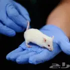 فئران مختبرات بيضاء White mice