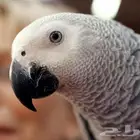 كاسكو مفقود في الدمام