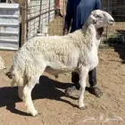 فحول حريه صنف الصنف مشروووطه