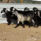 معزا عوارض اشباب مقاني