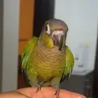 كنيور قرين شيك اليف هدد