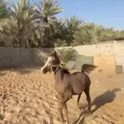 مهر شعبي