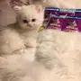 قطط
