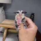 شوقر قلايدر السنجاب الطائر