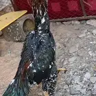 ديك باكستاني العمر تسع شهور