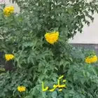 شتلات متنوعه لوز تين سدر جاك فروت تيكوما