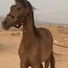 مهره شعبية فاخرة