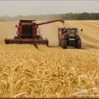 رخصة قمح حائل 2026