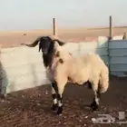 للبيع فحل نعيم خصم