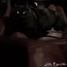 قط انثى للتبني العمر سنتين نوع شيرازي