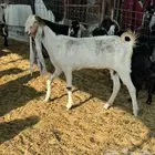 معزا هولنديه مطور صنف