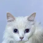 قطه شيرازيه بيضاء ضائعه في محايل عسير (نظيفه)