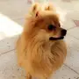 كلب بومرينيان Pomeranian