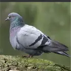 حمام بري