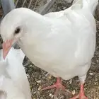 زغاليل فرنسي