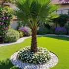 م ابو احمد تنسيق حدائق وتركيب جميع انواع الثيل الصناعى والطب