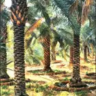 راس تنوره