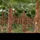 ابو حسان لجميع الاشغال للنخيل والشنطني