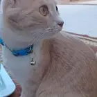 قطه مفقوده