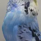 جوز انجليزي منتج للبيع