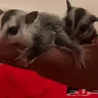 شقر قلايدر