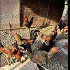 دجاج بلدي للبيع