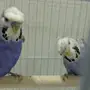 للبيع. طيور زوج هولندي وزوج هوقو كرست كورك
