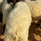 طليان جبره ومفاطيح جزله