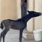 خيل عربيه